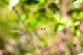 Between the vegetation a beautiful little spider wove a web Royalty Free Stock Photo