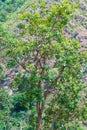 Vegetation of the brazilian Cerrado Mineiro Royalty Free Stock Photo