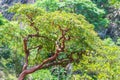 Vegetation of the brazilian Cerrado Mineiro Royalty Free Stock Photo