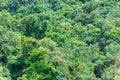 Vegetation of the brazilian Cerrado Mineiro