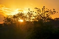 Vegetation of the Brazilian northeast semi-arid illuminated with the warm colors of the sunset