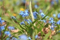 Vegetation carpet of blue snowdrops in forest Royalty Free Stock Photo