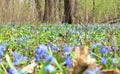 Vegetation carpet of blue snowdrops in forest Royalty Free Stock Photo