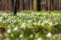 Vegetation carpet of snowdrops in floodplain forest Royalty Free Stock Photo