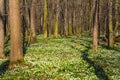 Vegetation carpet of snowdrops in floodplain forest Royalty Free Stock Photo