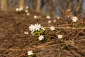 Vegetation carpet of snowdrops in floodplain forest Royalty Free Stock Photo