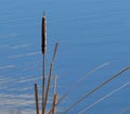 Vegetation At Edge Of Lake With Reflection