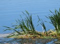 Vegetation At Edge Of Lake With Cattails Or Typha Latifolia