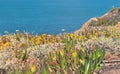 Vegetation on corsica coast Royalty Free Stock Photo