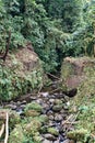 Vegetation in the Cotacachi Cayapas Ecological Reserve Royalty Free Stock Photo