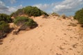 vegetation in the desert at shark bay (australia) Royalty Free Stock Photo