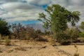 Vegetation on the dry Ugab River, Namibia Royalty Free Stock Photo