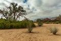 Vegetation on the dry Ugab River, Namibia Royalty Free Stock Photo