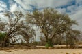 Vegetation on the dry Ugab River, Namibia Royalty Free Stock Photo