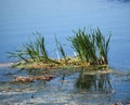 Vegetation At Edge Of Lake With Reflection