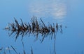 Vegetation At Edge Of Lake With Reflection