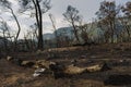 After a vegetation fire in Montenegro