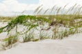 The vegetation on Florida beach with white sand dunes and strong wind