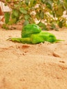 Vegetation food pepper in desert