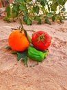 Vegetation foods Tomato pepper with orange fruits