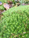 Vegetation in a forest glade. Moss, lichen and pine needles. Royalty Free Stock Photo