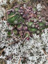 Vegetation in a forest glade. Moss, lichen and pine needles. Royalty Free Stock Photo