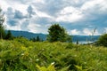 Mountain plateau vegetation on a summer day