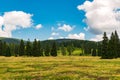 Mountain plateau vegetation on a summer day