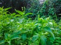 Vegetation and green flowers