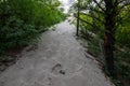 Vegetation grow on sand at West Beach Dune Succession Trail, Indiana Dunes National Park lake shore in Summer Royalty Free Stock Photo