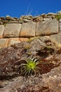 Vegetation growing on Inca Wall. Pisac ruins. Cusco, Peru