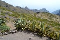 vegetation grown on the rocky mountains of Tenerife, Canary Islands, Spain Royalty Free Stock Photo