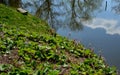 Vegetation grows in early spring on the shore of the pond as close to the water as possible. posing entices to observe the water l Royalty Free Stock Photo