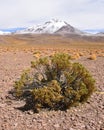 Vegetation of the high altitude deserts of the Sud Lipez and Eduardo Avaroa National Reserve, Uyuni, Bolivia Royalty Free Stock Photo