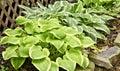 Vegetation, Hostas, Variegated, Shade tolerant Royalty Free Stock Photo