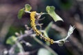 Vegetation with insects of yellow aphids Royalty Free Stock Photo