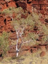 Vegetation in Karijini National Park Royalty Free Stock Photo