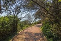 Vegetation Lined and Covered Coastal Paved Beach Walkway Royalty Free Stock Photo