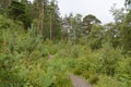 Vegetation lined path looking onto an elderly pine tree