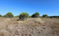 Vegetation of maquis shrubland with sand Royalty Free Stock Photo