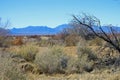 Mountains and desert in western Nevada