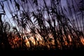 Vegetation moved by the wind with the red sun behind in the sunrise. movement concept