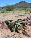 Vegetation in Namib desert , Namibia, Africa Royalty Free Stock Photo