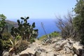 Vegetation, near the Bay of Ieranto, Massa Lubrense, Italy