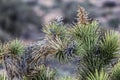 Vegetation needles