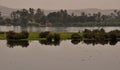 Vegetation by the Nile Royalty Free Stock Photo