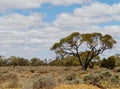 Vegetation in the outback of Australia Royalty Free Stock Photo