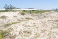 Vegetation over dunes at Itapeva Park in Torres beach