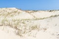 Vegetation over dunes at Torres beach