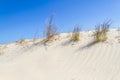 Vegetation over dunes at Torres beach